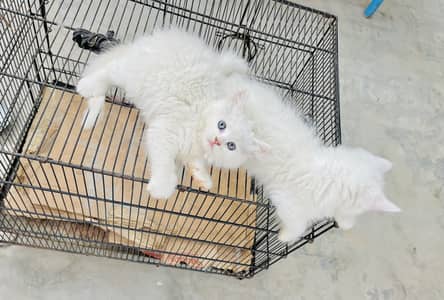 Pershion tripple cooted punch face kitten