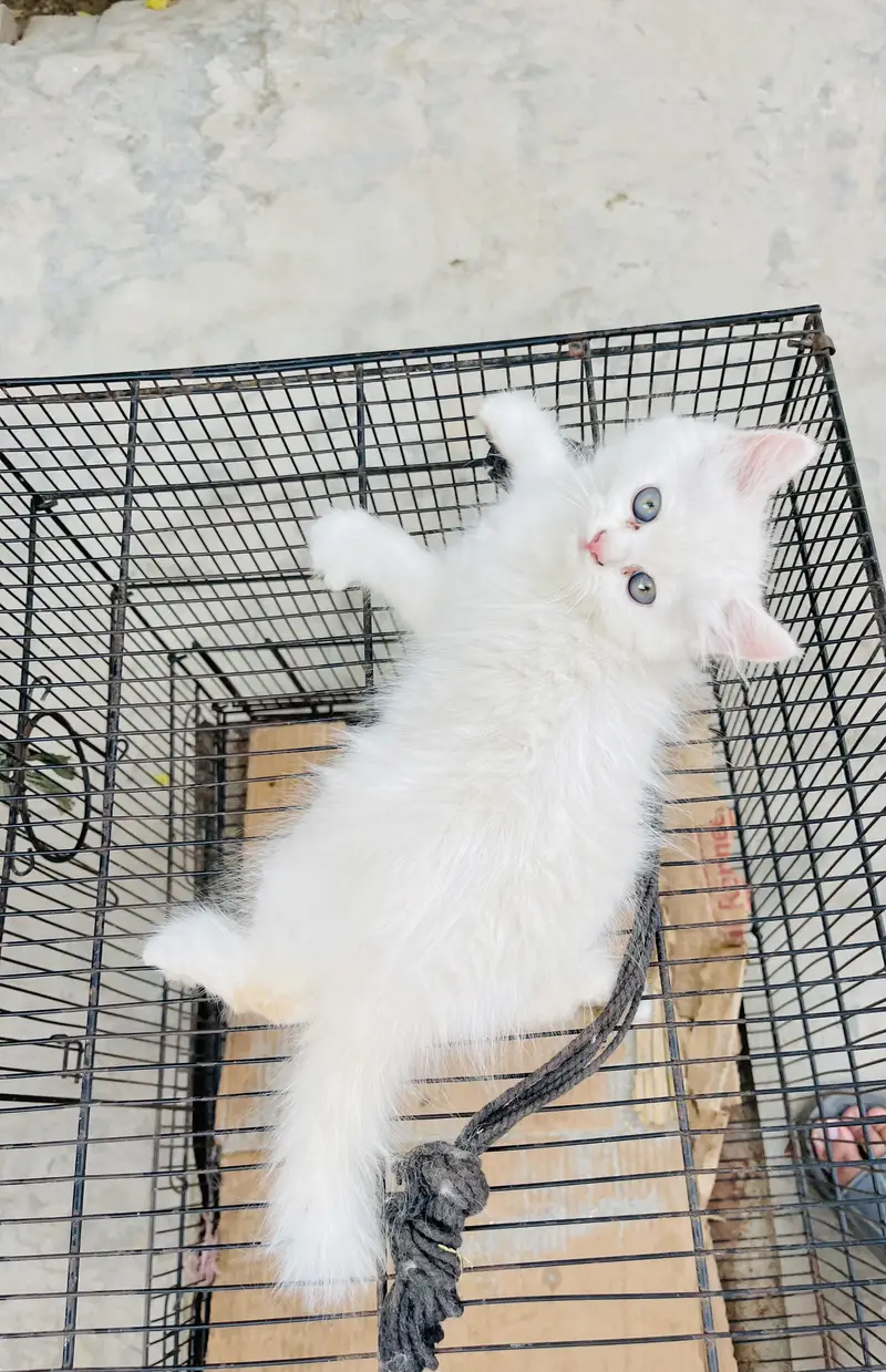 Pershion tripple cooted punch face kitten — photo 3