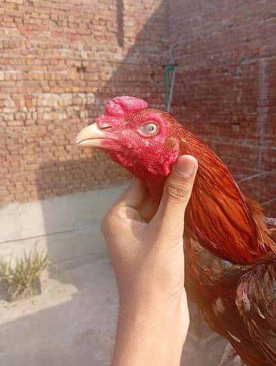 3 HENS AND 1 MURGA FOR SALE ALL BIRDS SALE 2 MADI SHJRY HY IR IK MADII