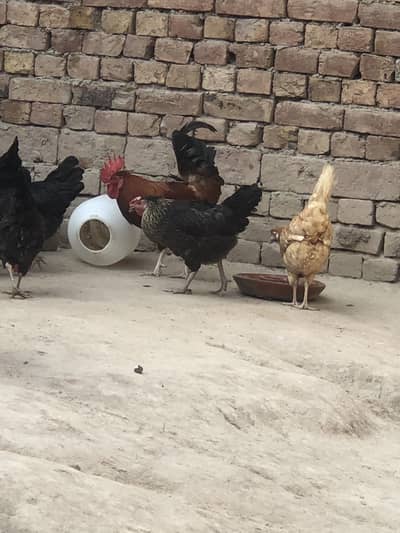 Urgent sale 3 murgay or 8murgian