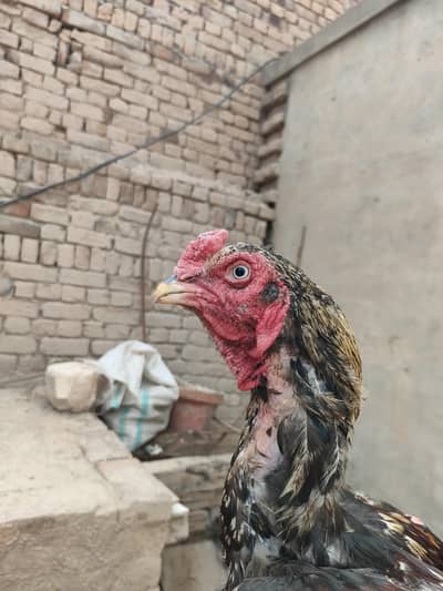 patha for sale