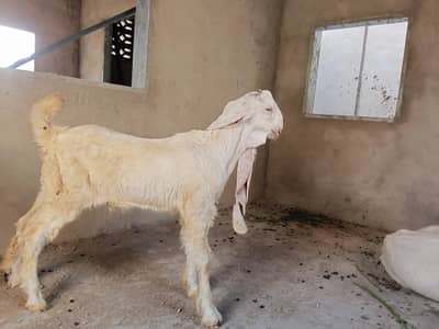 4 dant bakri pehla pat h 2 bachy dye thy 1 abhi 1 baccha boht achy