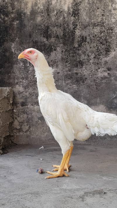 Pure White O Shamo Female