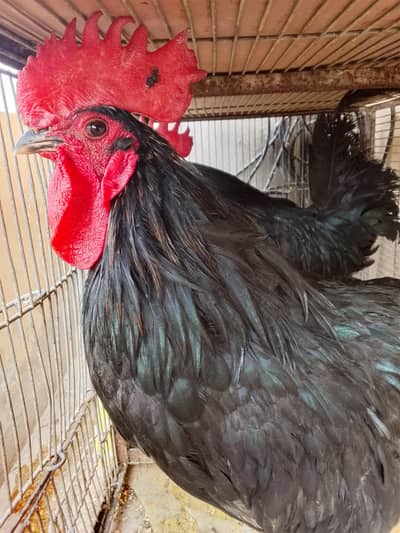 2 Australorp breeder murge for sale