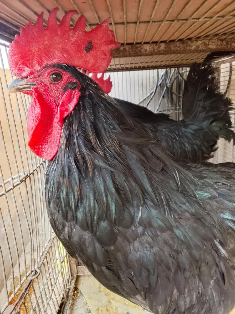 2 Australorp breeder murge for sale — photo 2