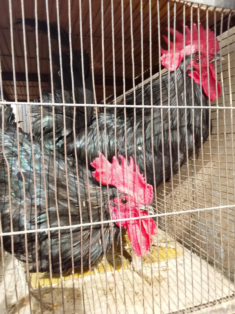 2 Australorp breeder murge for sale — photo 3