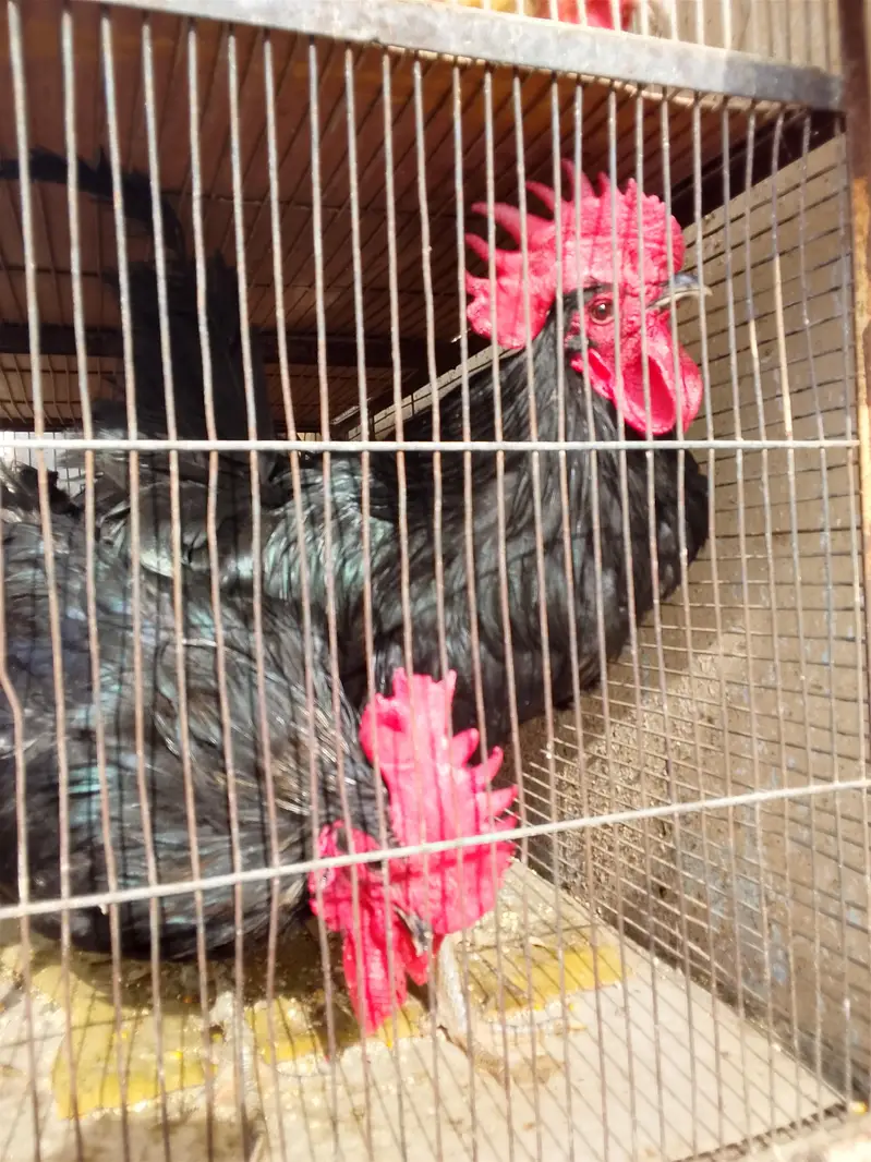 2 Australorp breeder murge for sale — photo 4