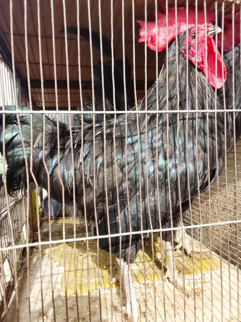 2 Australorp breeder murge for sale — photo 5