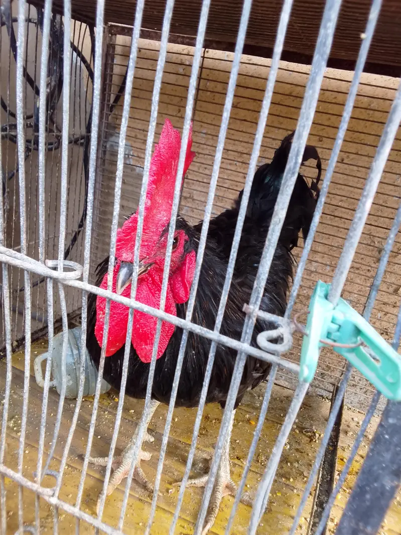 2 Australorp breeder murge for sale — photo 6