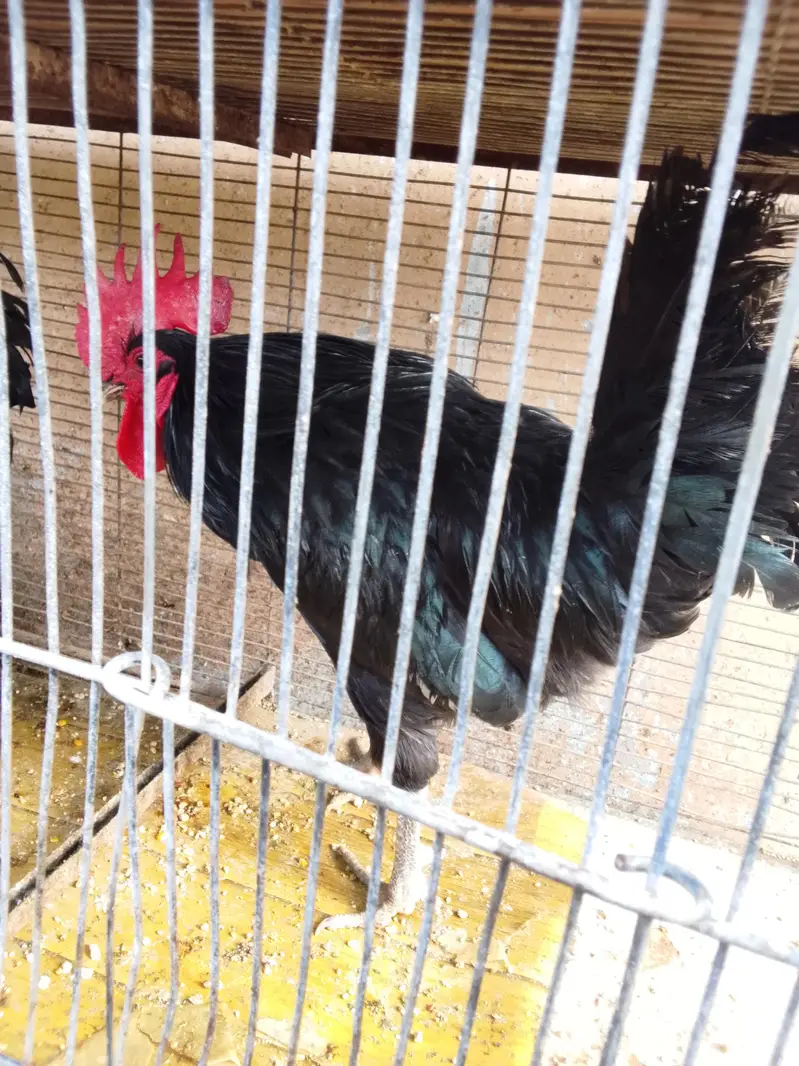 2 Australorp breeder murge for sale — photo 7