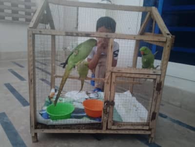 Cage for Parrots