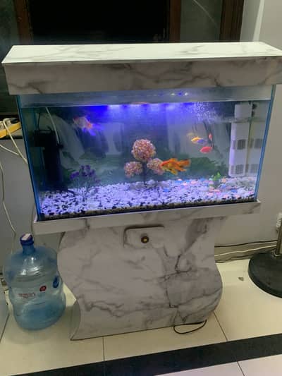 Fish Aquarium