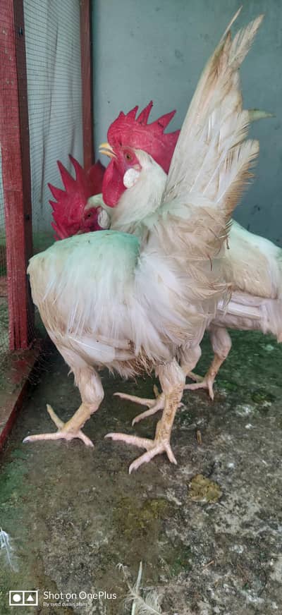 selling farmi murgha 3 full healthy and active