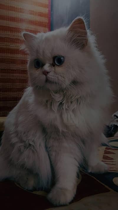 Male Cat for Mating