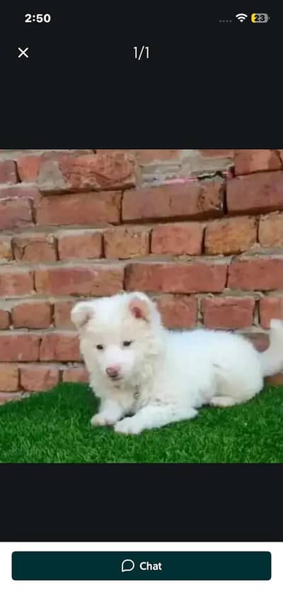 Russian puppy for sale WhatsApp number 0319//2144//599