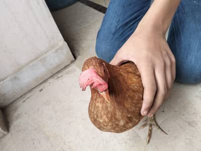 desi murgi with eggs