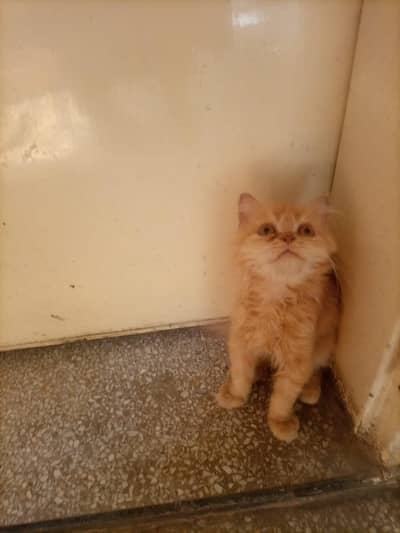 Persian Female Kitten