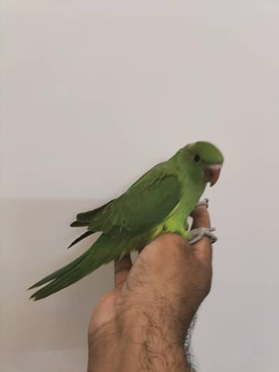 Handtame Talking Green Chicks