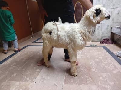 kakka mundra for sale