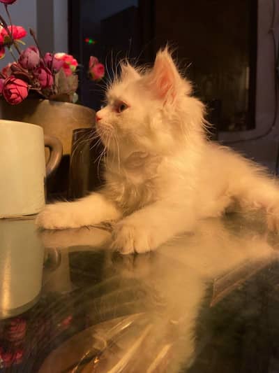 Pure Persian Female Kitten – 2 Months Old | Healthy & Playful