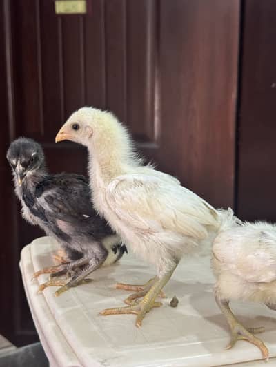 1 month old aseel chicks