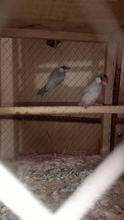 2 pair of jawa white jawa and silver jawa only Whatsapp 03482540737