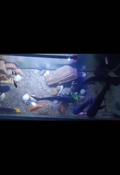 Complete 3ft Aquarium Setup with Blue Line Sharks and Goldfish