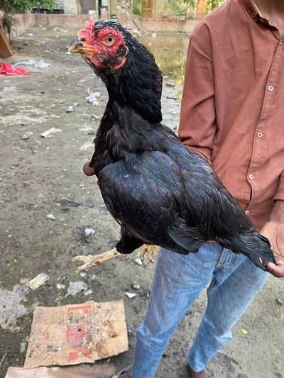 aseel lasani line murgi and murga for sale