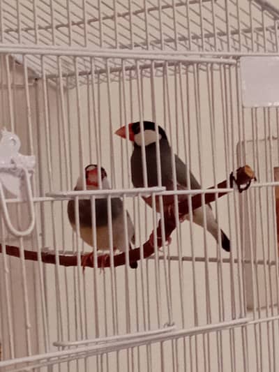 Java Finches Pair