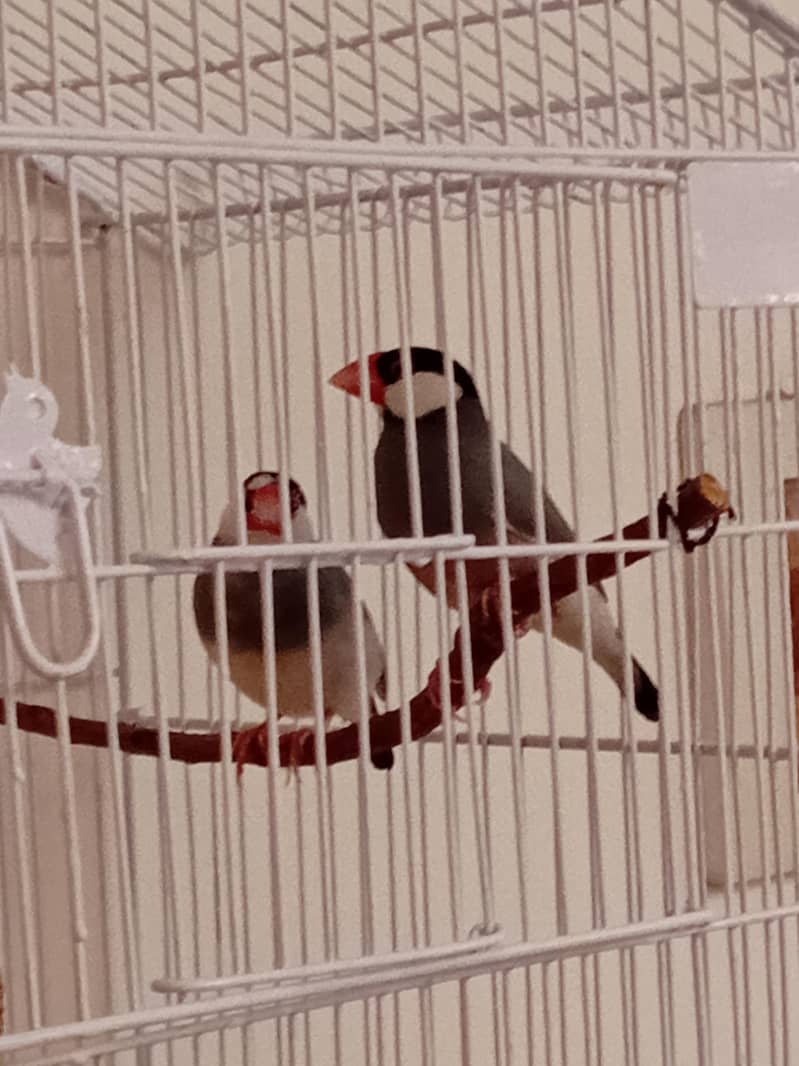 Java Finches Pair 0