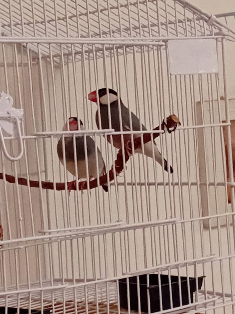 Java Finches Pair 1