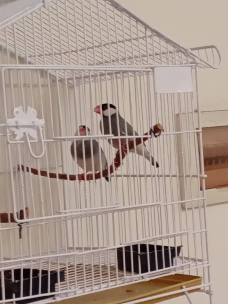 Java Finches Pair 2