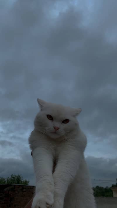 Persian cat