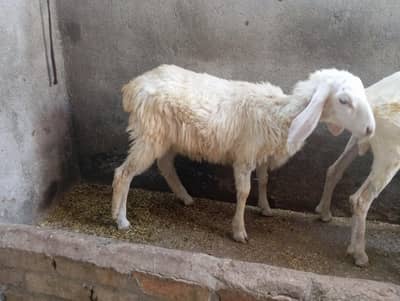 qurbani 2027