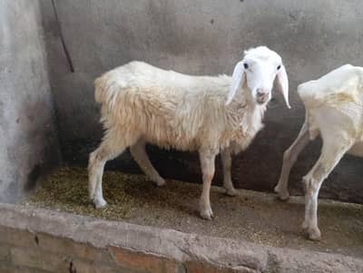 qurbani 2027