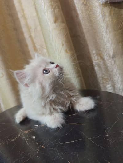 Persian kitten for sale