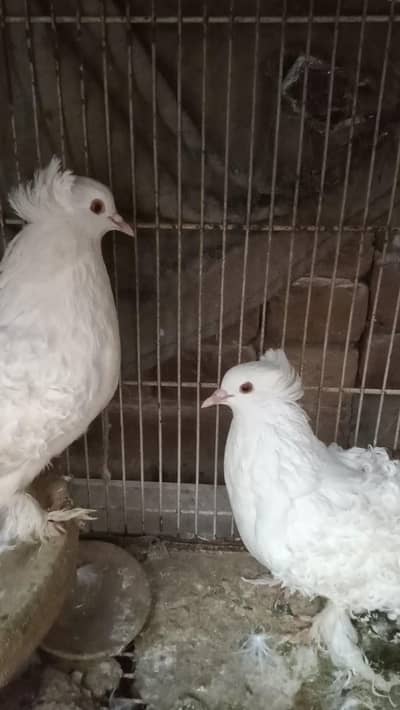 fril breeder pair