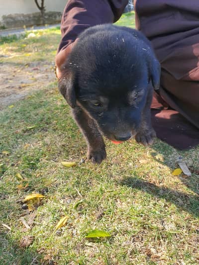 black German shepherd