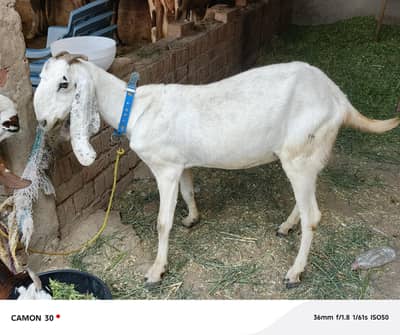 bakri 3 months ki pregnant
