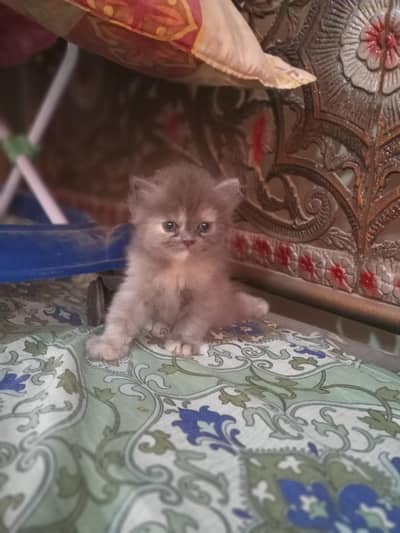 Triple Coated female cat with two kittens