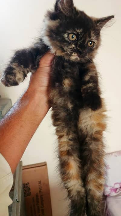 2 Persian Kitten For Sale