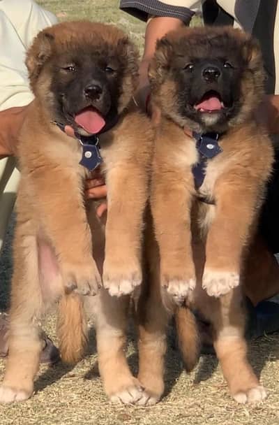 kangal | Turkish kangal | kurdish kangal | kangal dog | kangal puppy
