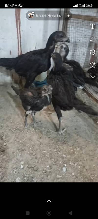 aseel thai pure and pakistani chicks for sale age 3 months