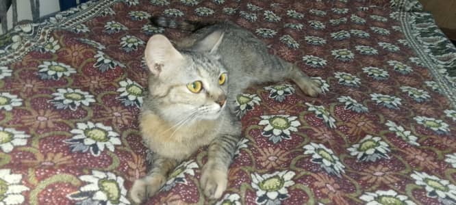 beautiful cat