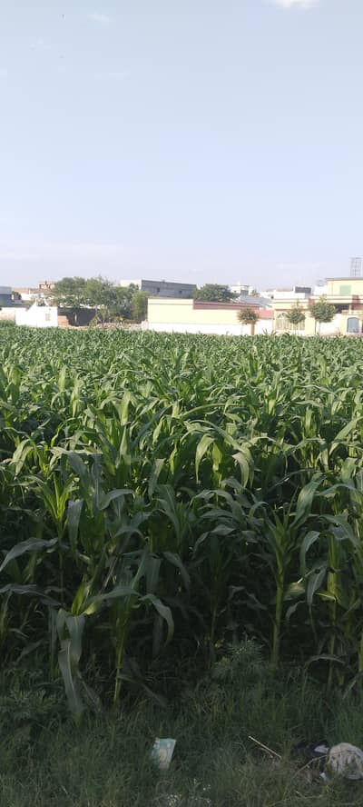 makai(chara) for sale corn crop 400rs(40kg)