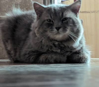 Persian cat in grey color