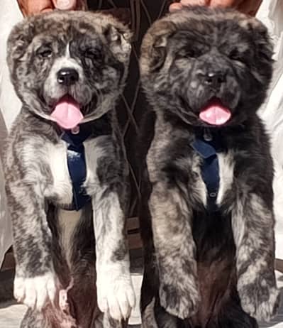 King alabai | alabai puppies pair | alabai dog for sale | Alabai