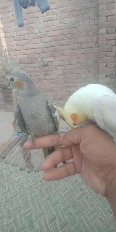 2cockatiel metho bolty hen