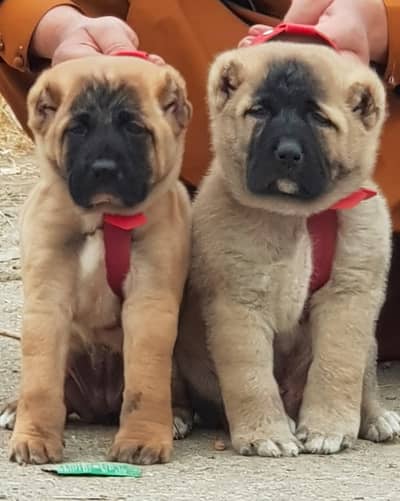 kangal | Turkish kangal | kurdish kangal | kangal dog | kangal puppy