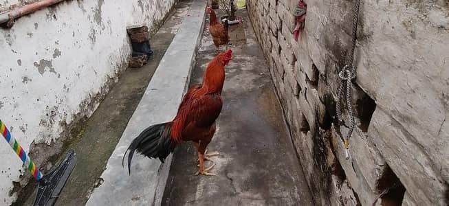aseel murga sale kerna ha Domeli Village Bagwala
